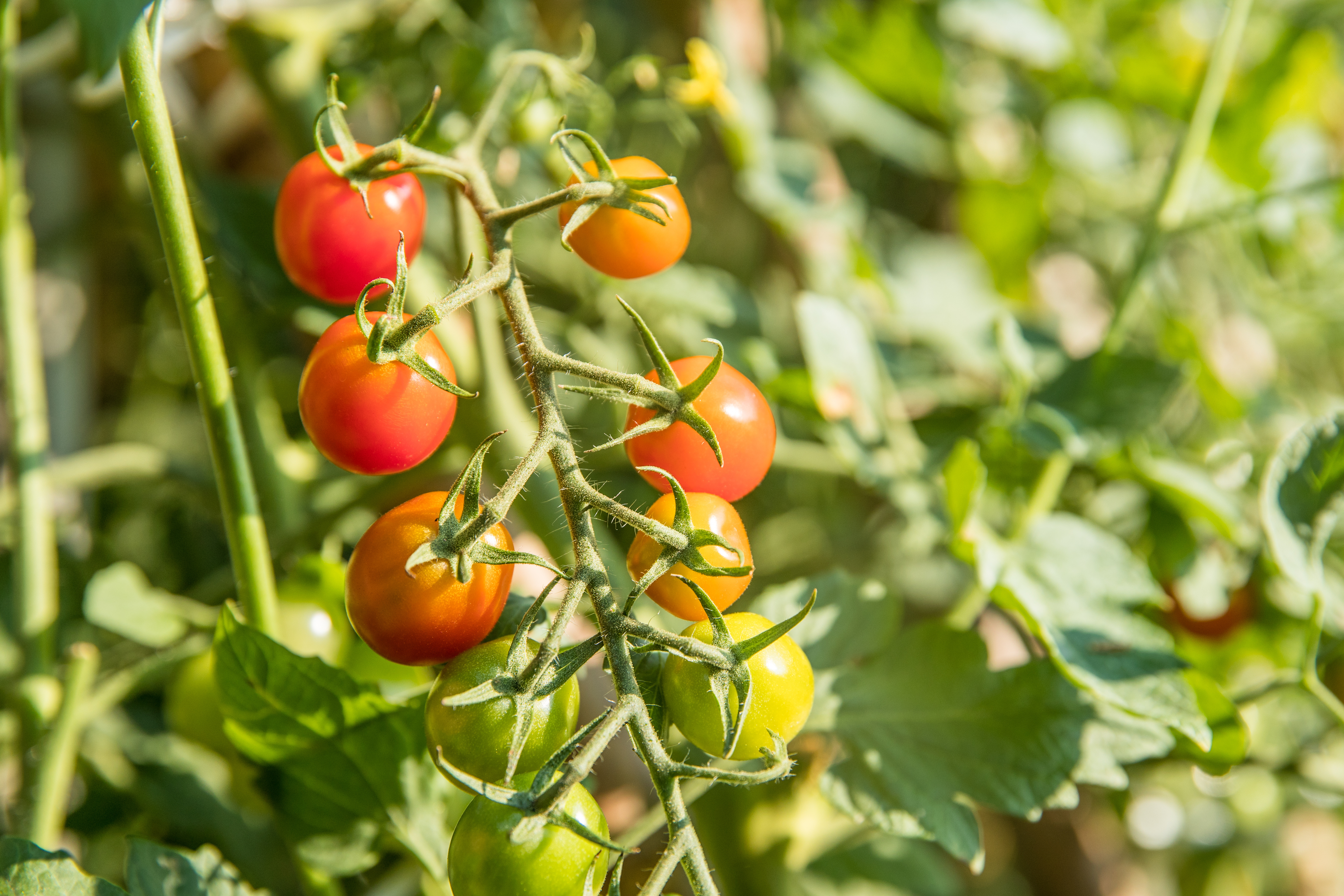 Monta Tu Propio Huerto Ecológico De Tomates Cherry En Casa Twenergy