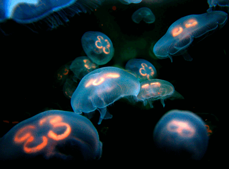 Medusas luminiscentes