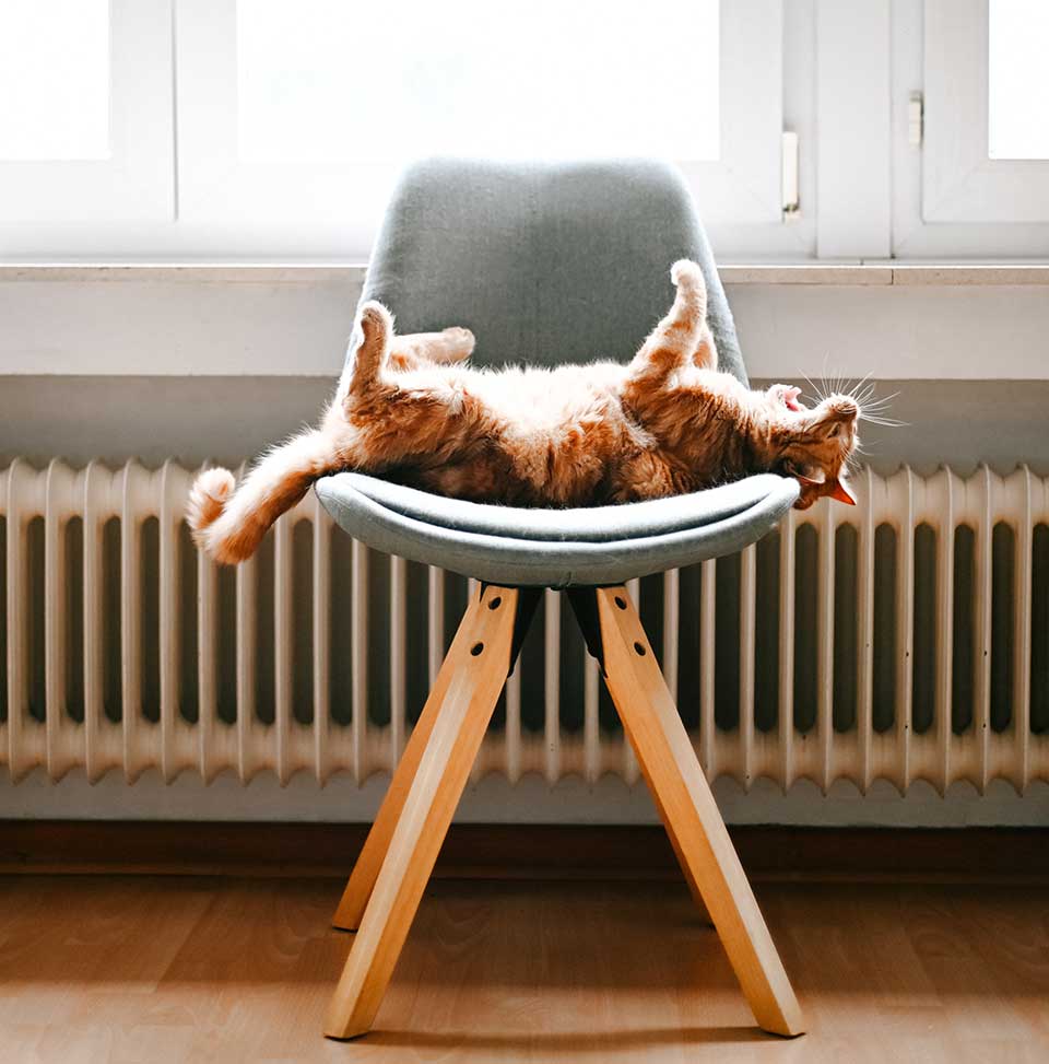 gato tumbado en silla con calefacción