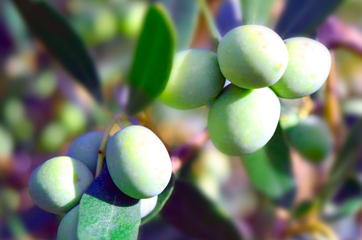 rama de olivas