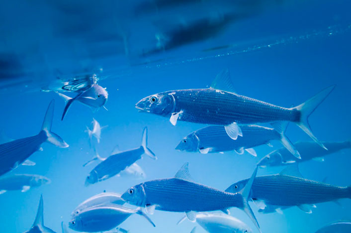 Causas y consecuencias de la sobrepesca