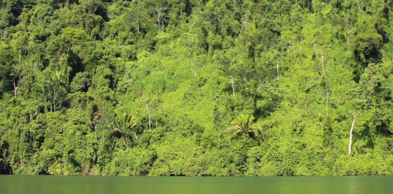 Carbono en los bosques colombianos