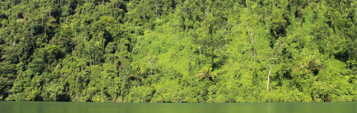 Carbono en los bosques colombianos
