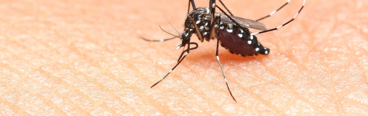 ¿Cómo prevenir la picadura de un mosquito tigre?