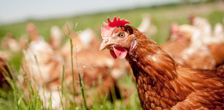 Beneficios de consumir pollo ecológico