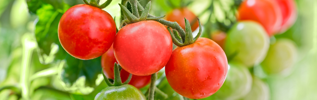 Huerto ecológico de tomates cherry en casa