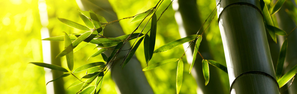 Bebamboo: ecodiseño en bambú con firma mexicana