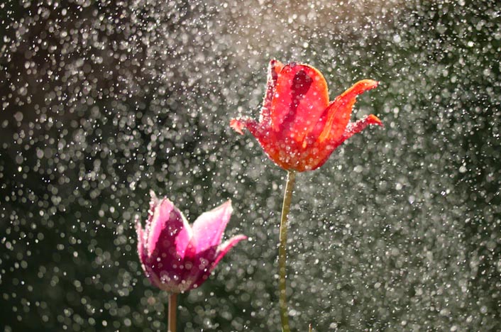 Lluvia y flores