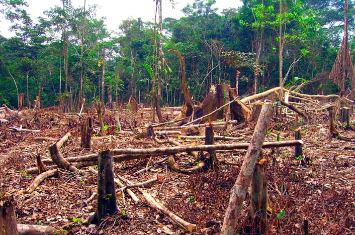 deforestación en Colombia