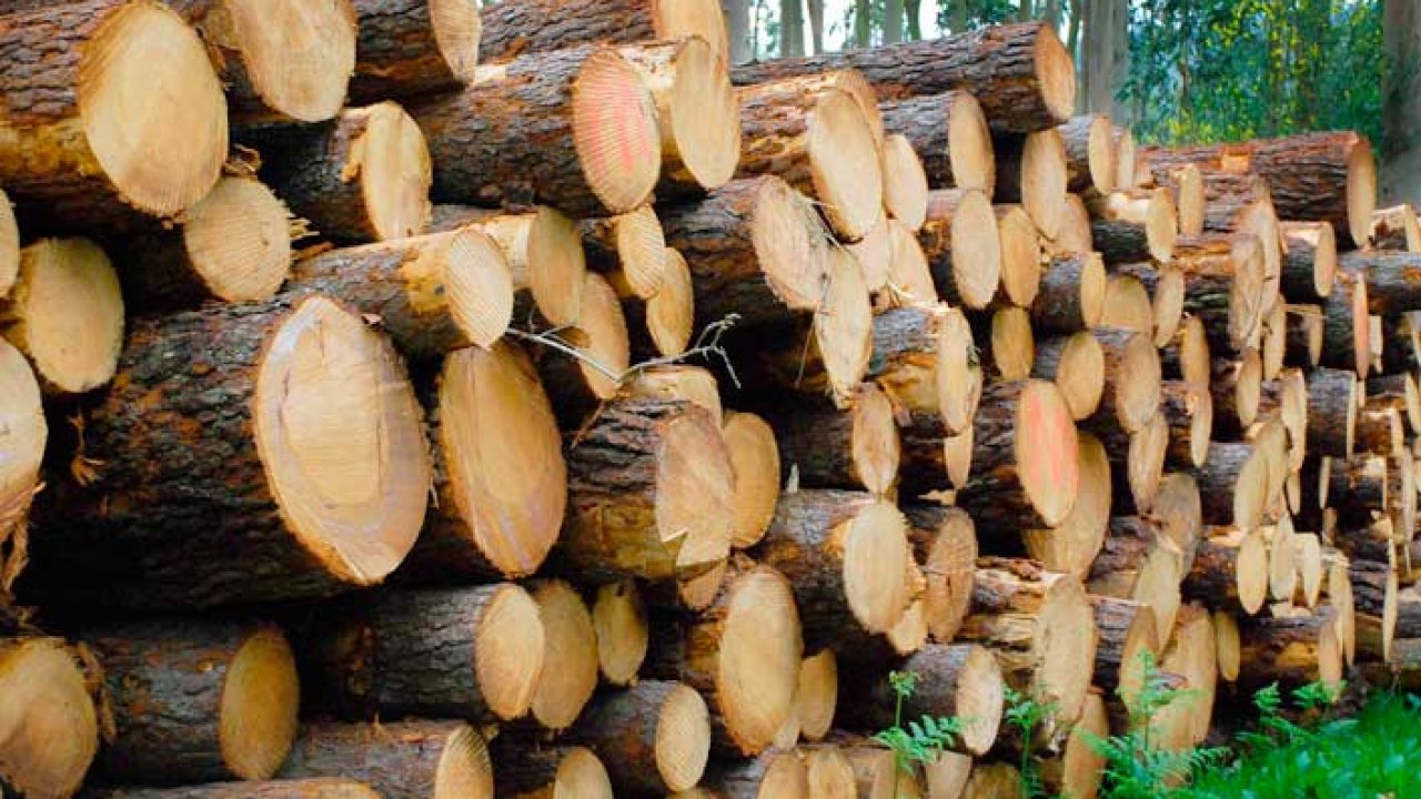 Reducir la deforestación en Colombia: el objetivo de Colombia para 2020
