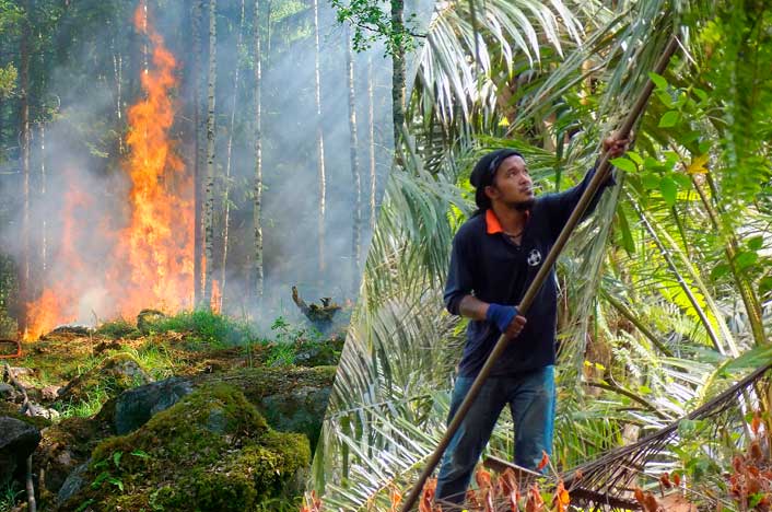 ¿Qué Es La Deforestación Y Cuáles Son Sus Causas Y Consecuencias?