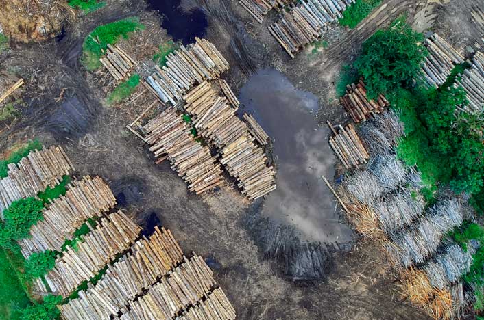 Qué es la deforestación y cuáles son sus causas y consecuencias?